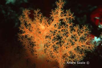 UW219-8 (soft coral)Andre Seale